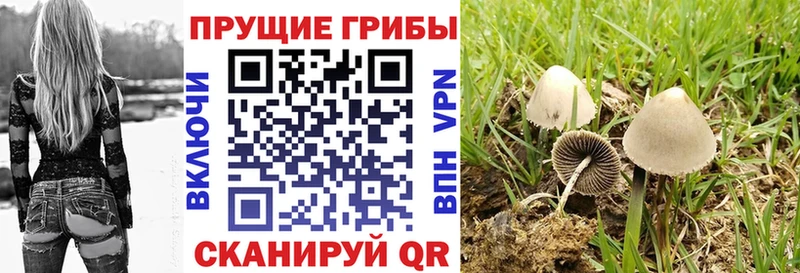 Галлюциногенные грибы Cubensis  Купить  Ногинск 